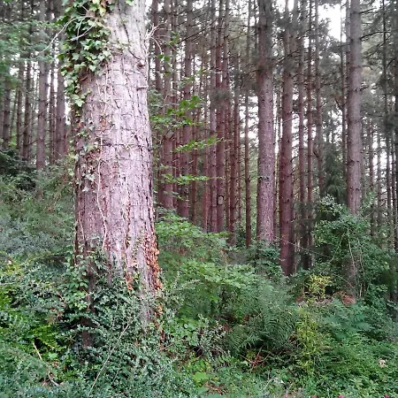 Chalumen : Chalet Lumineux Sur 40 Ares De Foret Dağ evi *