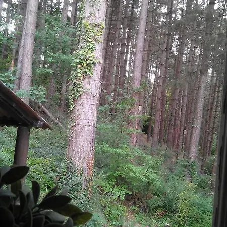 샬레 Chalumen : Chalet Lumineux Sur 40 Ares De Foret